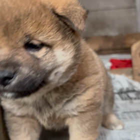 柴犬子犬生まれています！の画像