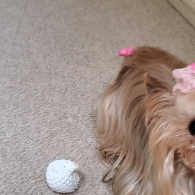 くしゃみ？の画像