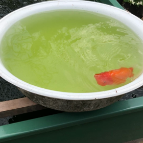 一杯の青水の画像