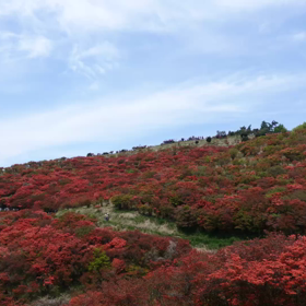 20195.12 大和葛城山 ツツジ園 タイムラプスの画像