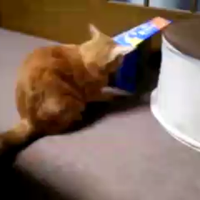 買い出し！？の画像