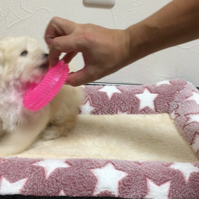 ゆゆBaby  女の子 オーナーさん募集中♡の画像