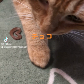 まちがえちゃった！ソックリなんだもん！の画像