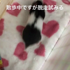 散歩？脱走？の画像