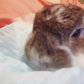 クッキーは。の画像