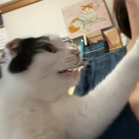 力技さぶちゃんの画像