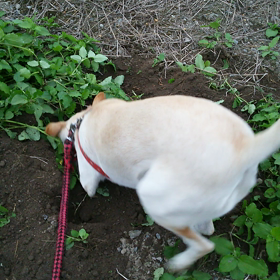 掘るのは本能なのかの画像