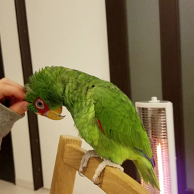 コボウシぴかり&こどもの画像