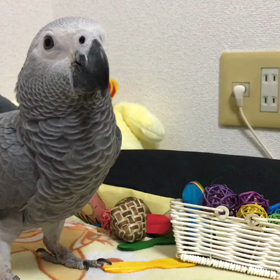 おすましヨウム、める動画の画像