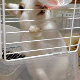 ラビッツ動画♡の画像