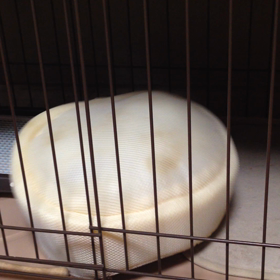 寝床で遊ぶ小太郎(^^;;の画像