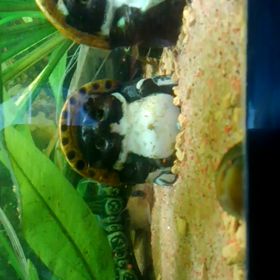 コリドラスパンダの画像