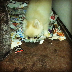 秘密基地の画像