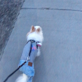 久しぶりのお散歩♪の画像