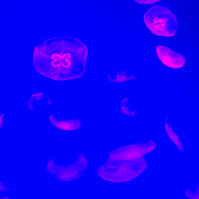 久しぶりの名古屋港水族館の画像