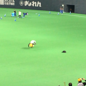 行きたいけど、行けないのう（；￣ェ￣）の画像