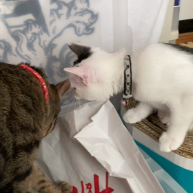 奇跡のチュー！の画像