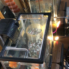 ぐー・ぱー／ピンポンパール／金魚／動画の画像