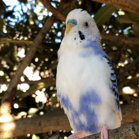 風が強かったなー byガーコちゃんの画像