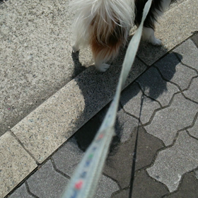 遠吠え用意中の画像