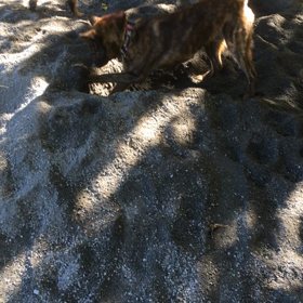 七国ドッグラン 2の  画像