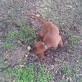 いつまでパピー時代？の画像