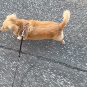 愛犬美容室MOCO 今日のベストショットの画像