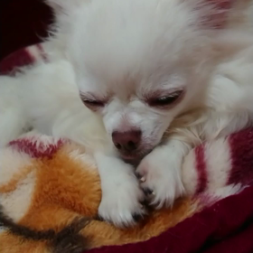 眠たいみらくるの動画の画像