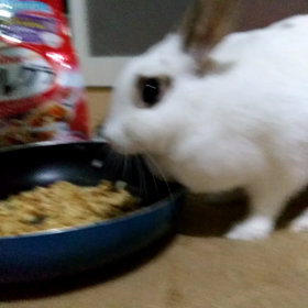 フルグラが好きなウサギ★の画像