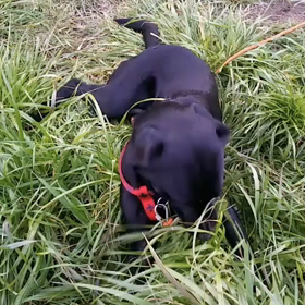 埋める。探す。草刈りも？！の画像