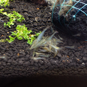 エビさんの動画だよの画像