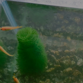 9月18日  今日のメダカの画像