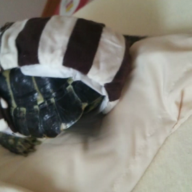 リグにセンチメンタルは関係なしの画像