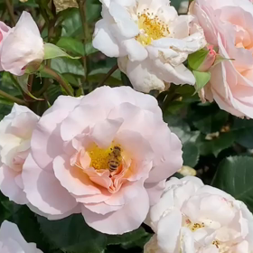 2021年5月29日井頭公園の薔薇とみつばちとクマンバチの画像