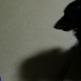 わんわん動画２♪の画像