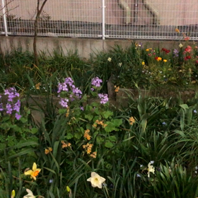 きょうのお花畑の画像