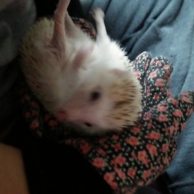 ♯なかなか更新出来ずすみません(-∀-`; )♯の画像