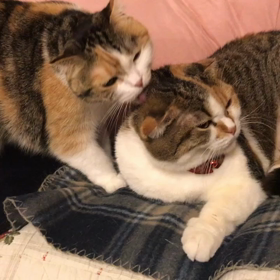 猫の日だから、思うこと。の画像