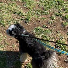 4月16日10わんこと1時間遠足  代々木公園の画像