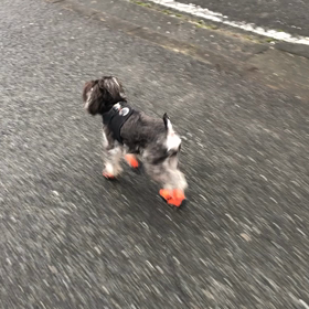 靴を履いてお散歩！の画像