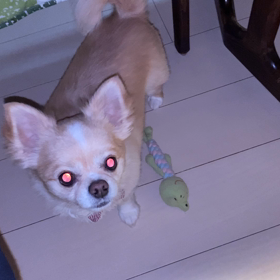 あゆちゃん　練習の成果の画像