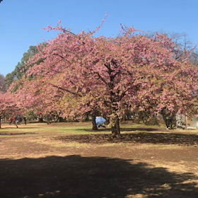 ♪お散歩動画♪代々木公園♪の画像