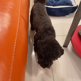 喋る愛犬の画像