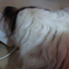 クーちゃんの画像