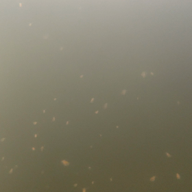 ミジンコはじめましたの画像