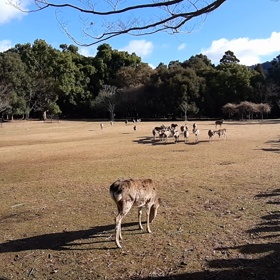 冬の鹿寄せの画像
