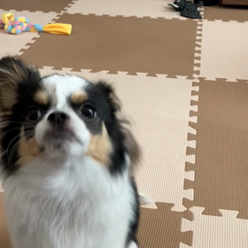 ティム君の得意技♪の画像