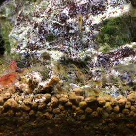 群がりすぎの画像