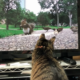 トラちゃん♀、YouTubeにハマるの画像