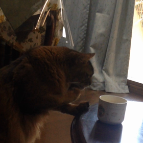 少しづつ飲みましたの画像